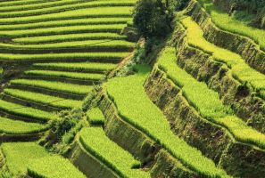 Coming To Hoang Su Phi, Ha Giang For The Miraculous Terraces Fields