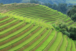 Mu Cang Chai - Exploring The Enchanting Paradise Of Rice Terraced Fields