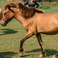 (5Th - 10H Oct, 2025) 6 Day Northern Vietnam Motorcycle Adventure Trip