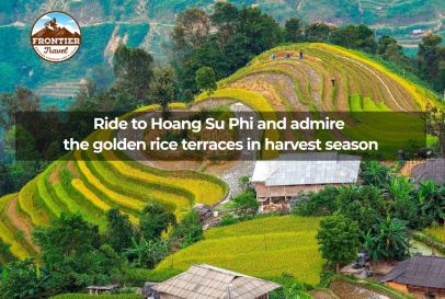 Ride To Hoang Su Phi And Admire The Golden Rice Terraces In Harvest Season