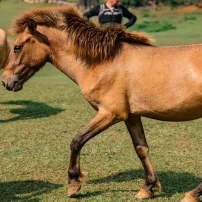 Vietnam Unleashed: 11-Day Big Bike Adventure Through Northern Vietnam