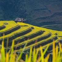 ( 15Th - 21St, April, 2026 ) 7 Days Northeast Vietnam Motorbike Tour: Full Route, Itinerary & Booking Guide