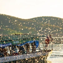 ( 5Th–15Th January 2027 )11-Day Northern Vietnam Adventure Conquering Clouds, Blossoms & Mountain Passes
