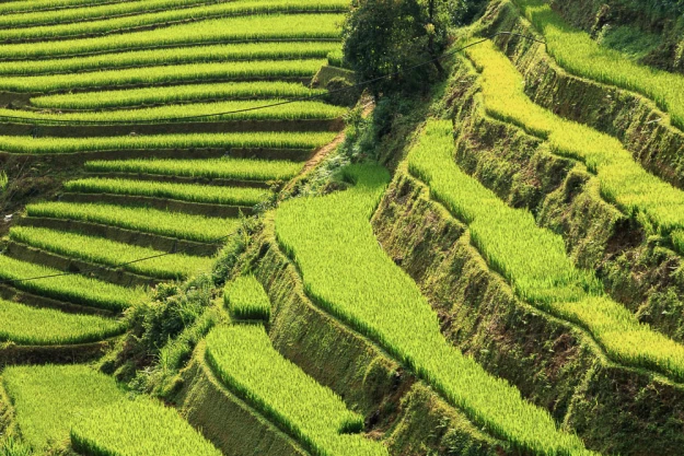 Coming To Hoang Su Phi, Ha Giang For The Miraculous Terraces Fields