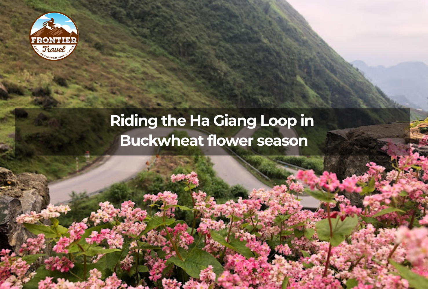 Riding The Ha Giang Loop In  Buckwheat Flower Season