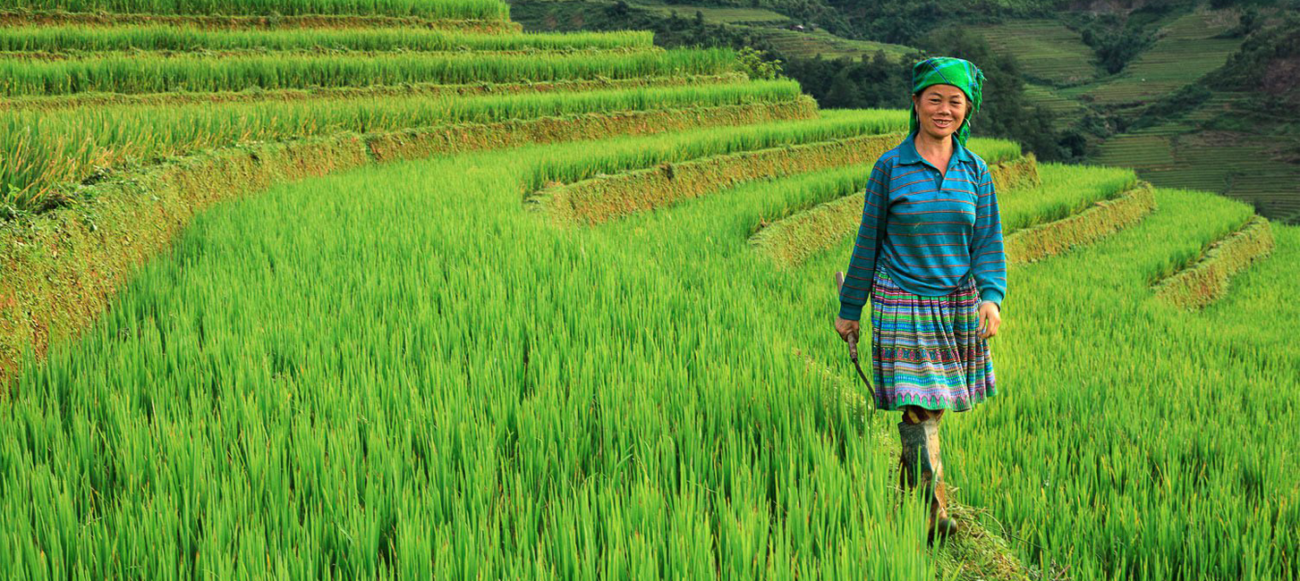 sapa rice terrace field 