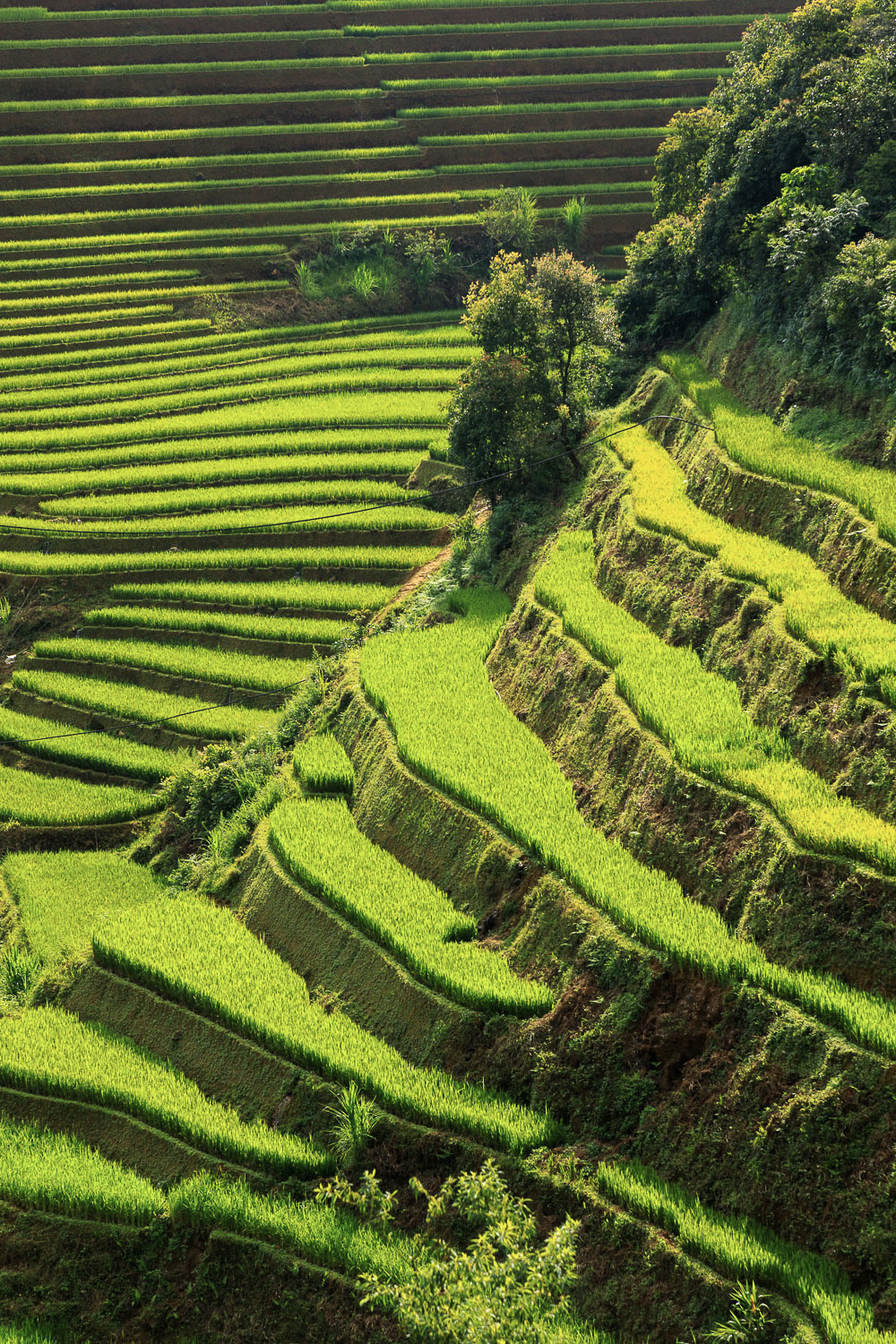 Coming To Hoang Su Phi, Ha Giang For The Miraculous Terraces Fields