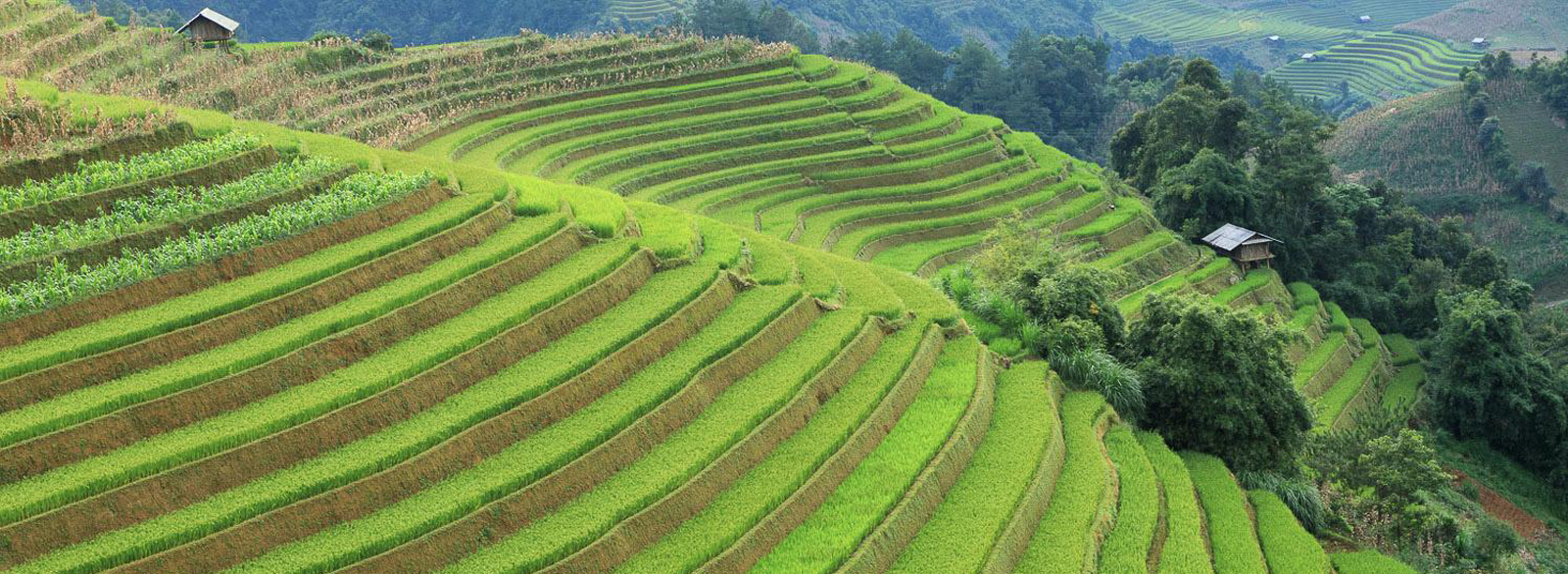 Mu Cang Chai - Exploring The Enchanting Paradise Of Rice Terraced Fields