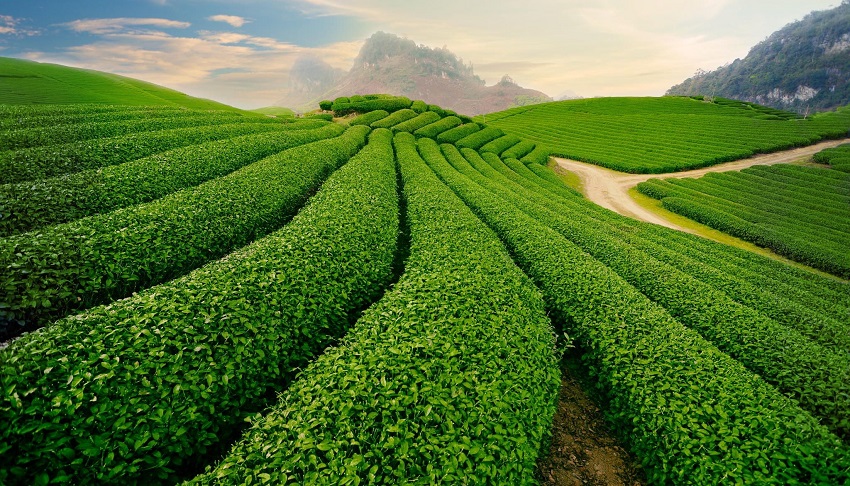 Moc Chau green tea plantation 