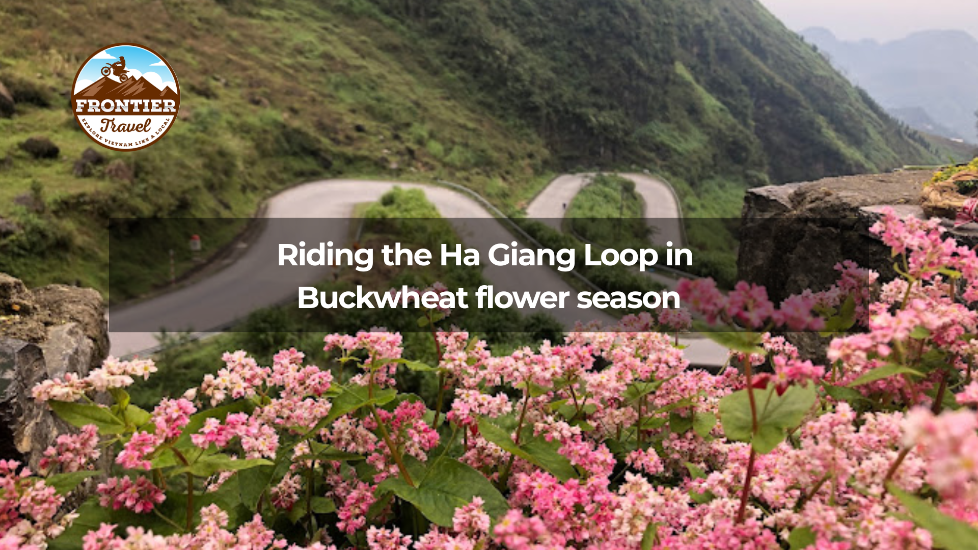 Riding the Ha Giang Loop in  Buckwheat flower season