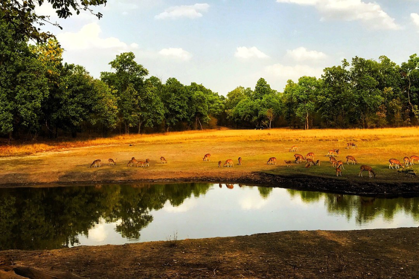 “Bengal tiger walking through tall grass in Bandhavgarh National Park, India”