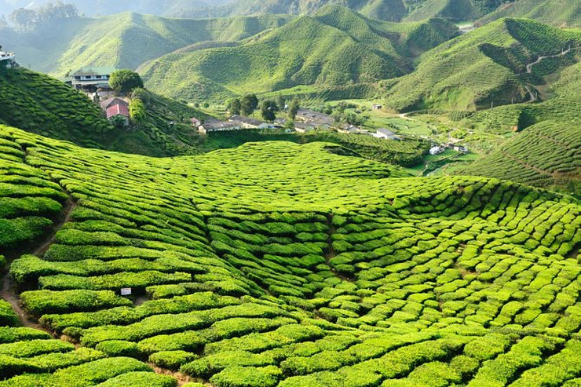 “Curving rows of green tea plantations covered in morning mist in Cameron Highlands, Malaysia”