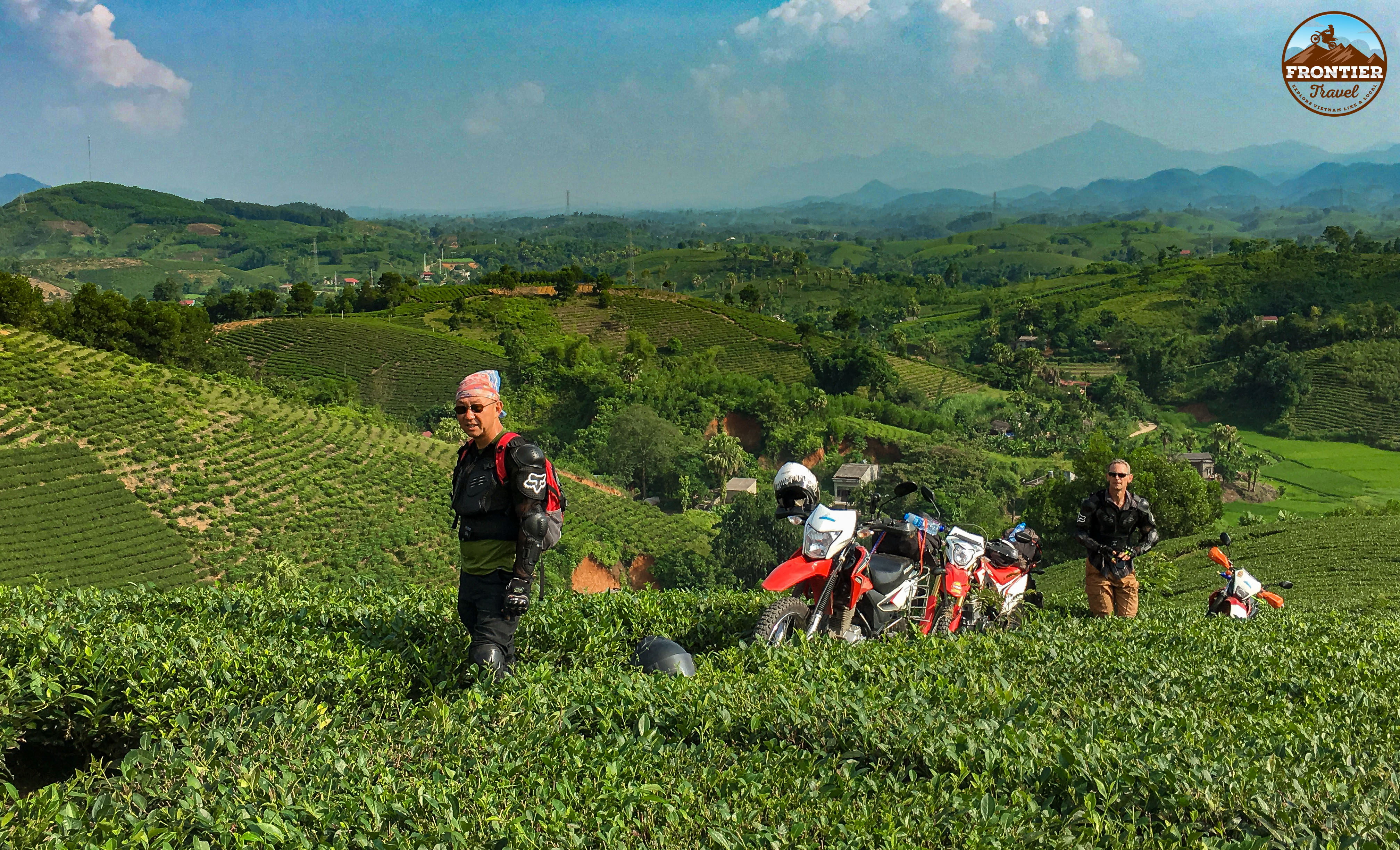 Moc Chau green tea plantation 