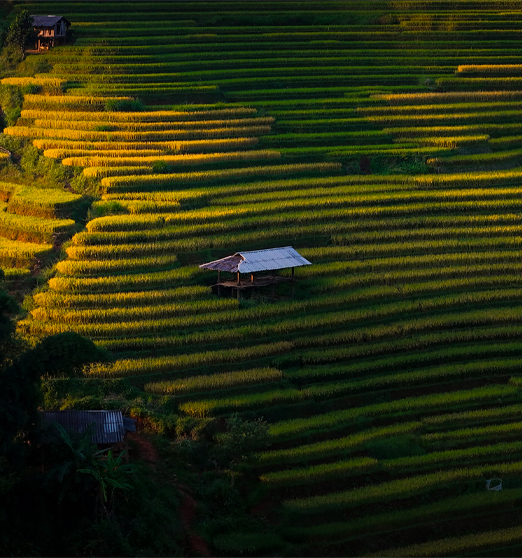 Day 4: (18th Jan) NGHIA LO – MU CANG CHAI (130KM/ APPROX. 4 HOURS) (B/L/D)