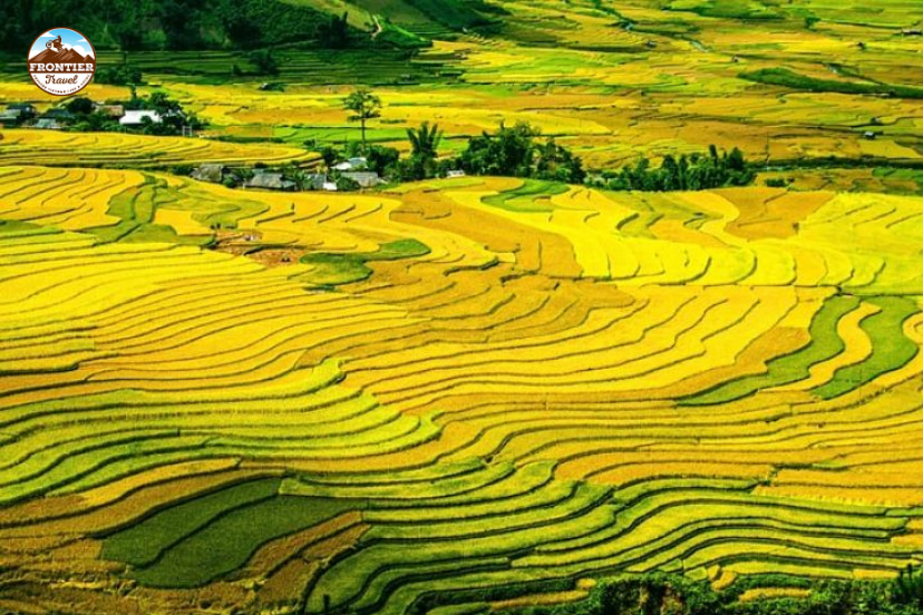 Golden rice terraces of Mu Cang Chai during harvest season, showcasing scenic Vietnam landscapes