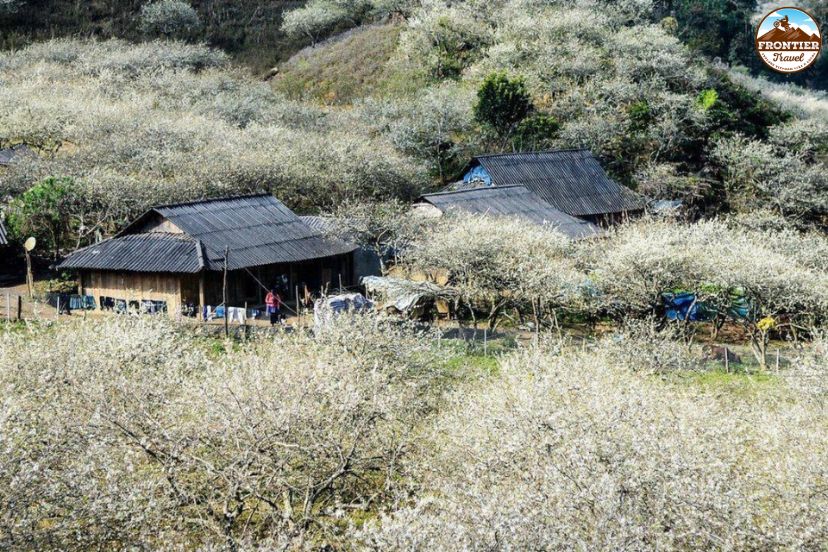 Best photography spots for plum blossoms in Moc Chau
