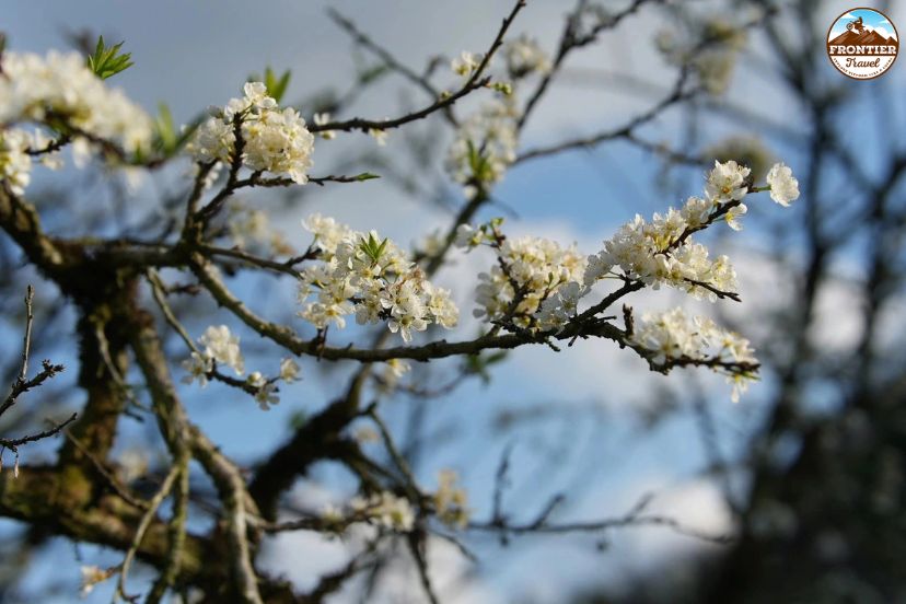 Exploring Moc Chau during the blooming plum season
