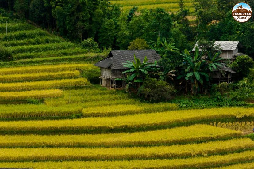 Golden rice fields across Northern Vietnam