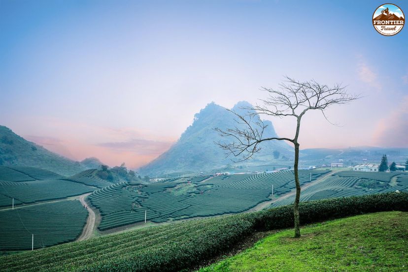 Green tea plantations across Moc Chau Valley