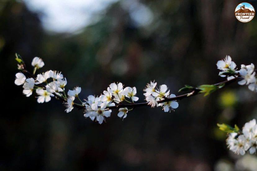 Moc Chau plum flower season in Northern Vietnam