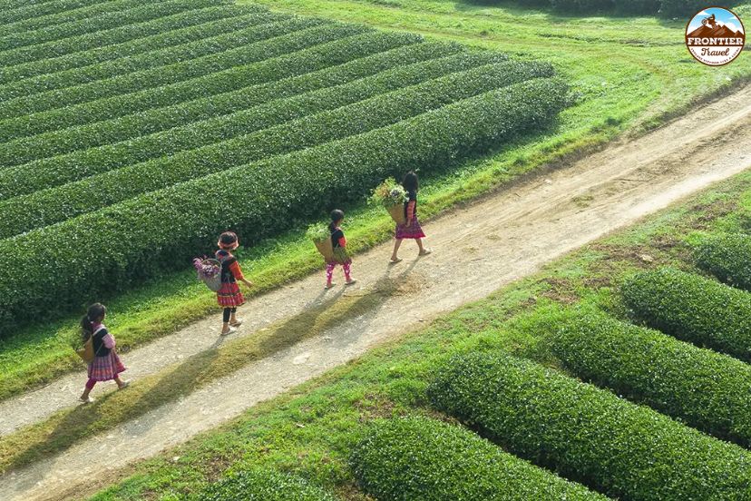 Scenic viewpoints across Moc Chau tea fields
