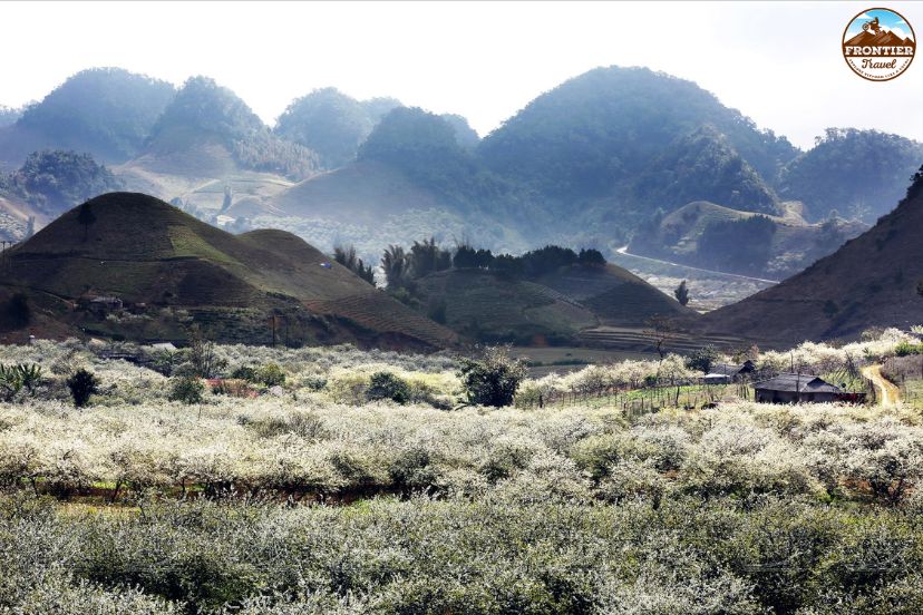 Traditional villages surrounded by plum blossom gardens