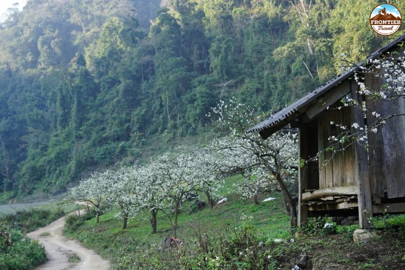 White plum blossoms covering Moc Chau hills