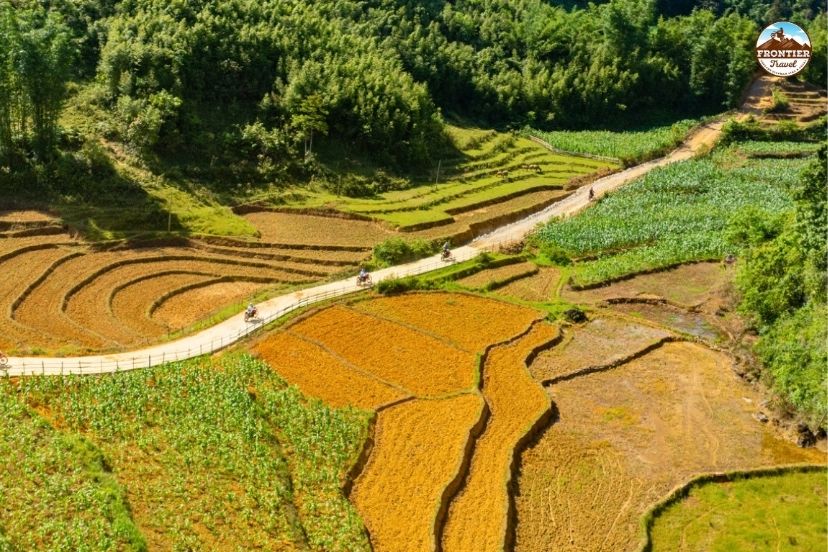 Stunning golden rice terraces blanketed across the Du Gia hillsides during harvest season.
