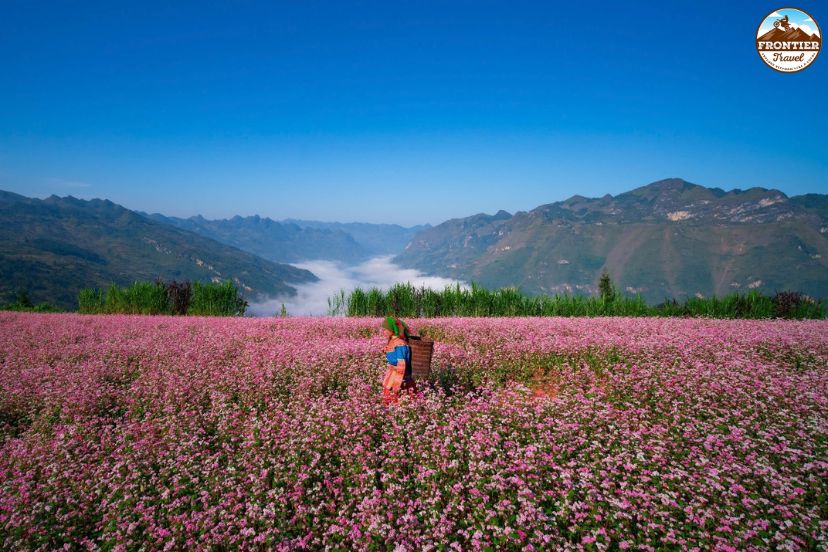 Ha Giang buckwheat flower fields in autumn