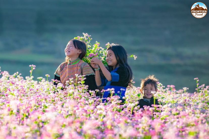 Pink and purple buckwheat blooms in Ha Giang