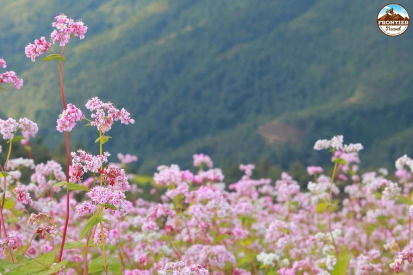 Scenic Ha Giang Loop during buckwheat season